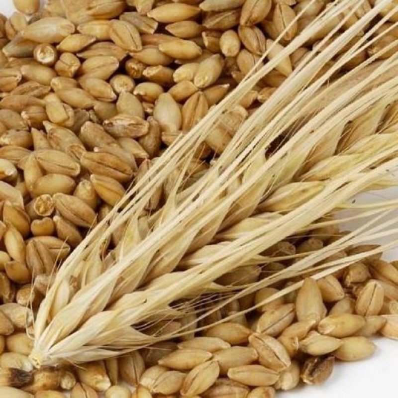 Feed Barley For Animal Feed and Human