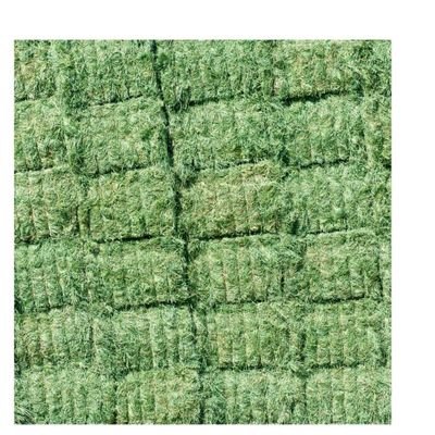 Wholesale Alfalfa Hay for animal feed at very cheap price Grass Hay Alfalfa Top Quality Alfafa Hay for Animal Feeding Stuff