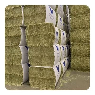 Wholesale Alfalfa Hay for animal feed at very cheap price Grass Hay Alfalfa Top Quality Alfafa Hay for Animal Feeding Stuff