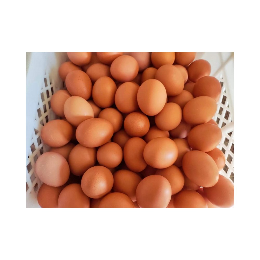 Wholesale 3% Layer Premix Feed - High Protein and Organic Animal Feed