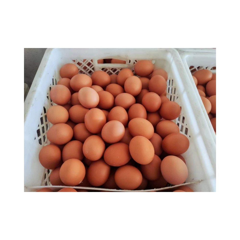 Wholesale 3% Layer Premix Feed - High Protein and Organic Animal Feed