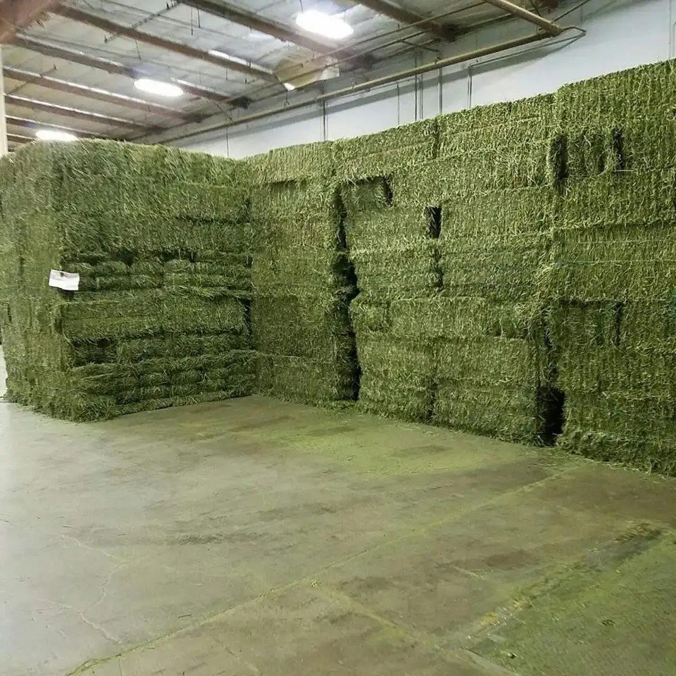 High Standard Dry Alfafa Hay For Animal Feed Alfalfa