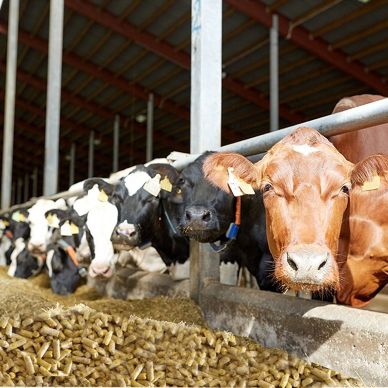 High capacity good quality one year warranty animal feed processing machinery for poultry farm