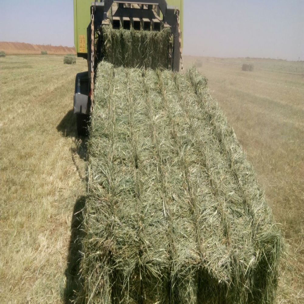Fresh Green Rhodes Grass Hay Nutritious Animal Feed for Sale