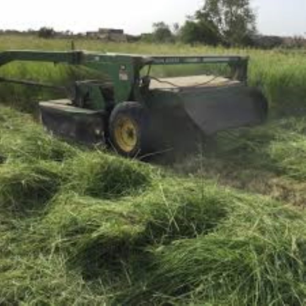 Fresh Green Rhodes Grass Hay Nutritious Animal Feed for Sale