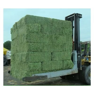 Quality Alfalfa Hay for Animal Feed Timothy For weight gain Timothy / Lucerne Clover in Bales/Rhodes Grass hay pellets