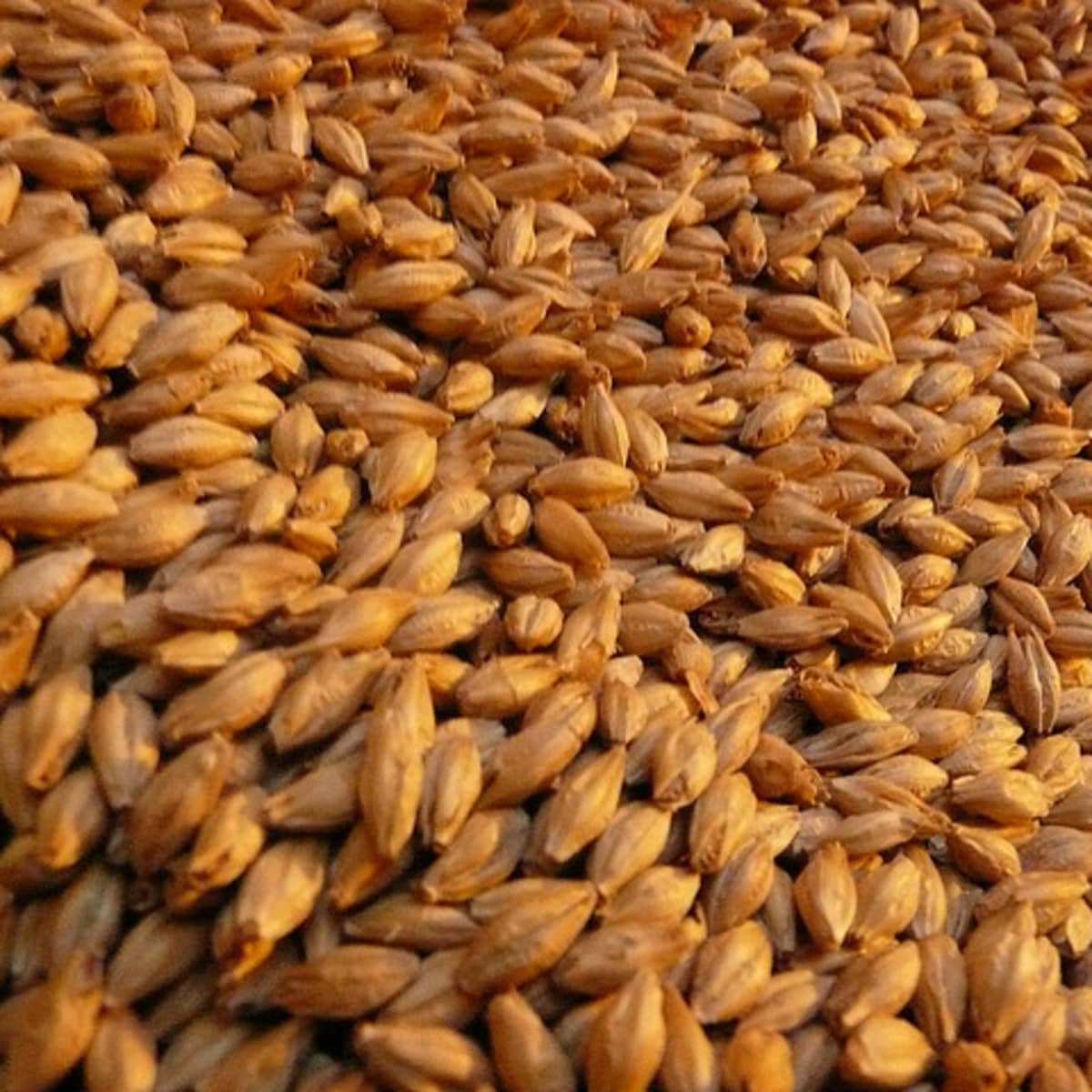 Factory direct sales Pure Natural high quality Bulk animal feed Malted Barley for livestock nutrition Malted Barley available