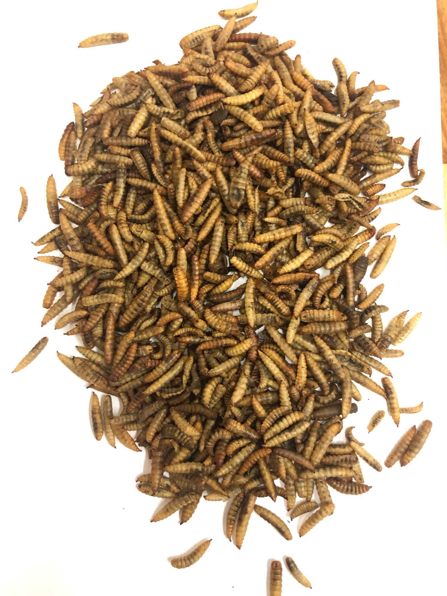 DRIED MEALWORMS MEALWORMS BLACK SOLDIER FLY LARVAE from Vietnam Akina