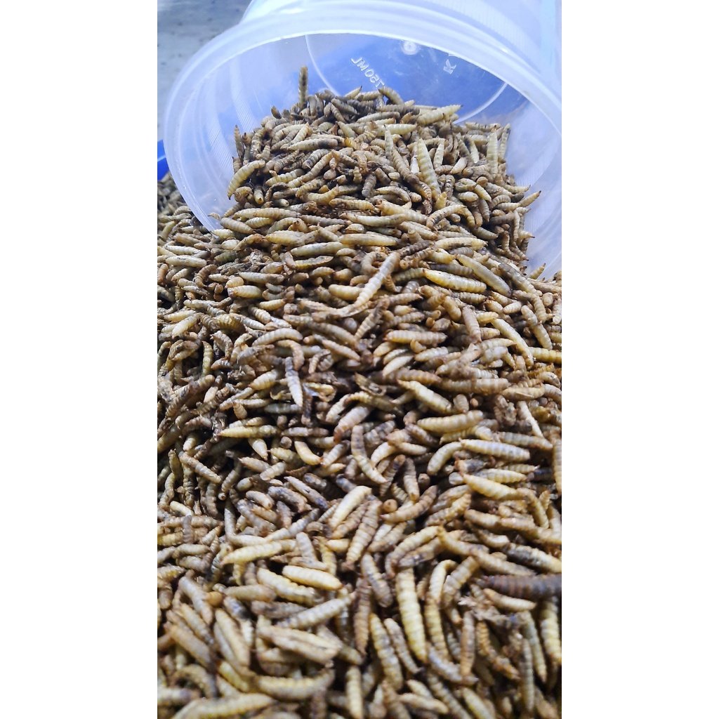 DRIED MEALWORMS MEALWORMS BLACK SOLDIER FLY LARVAE from Vietnam Akina