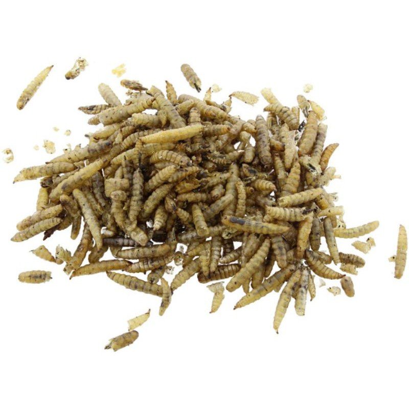 DRIED MEALWORMS MEALWORMS BLACK SOLDIER FLY LARVAE from Vietnam Akina