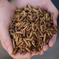 DRIED MEALWORMS MEALWORMS BLACK SOLDIER FLY LARVAE from Vietnam Akina