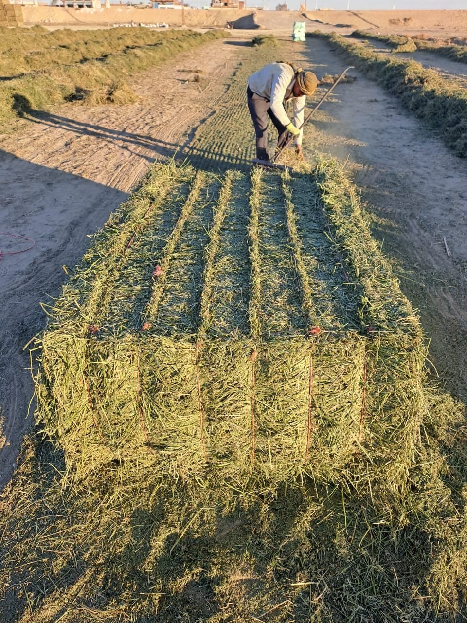 100% Natural Egypt Alfalfa Dry Hay Economical Animal Feed for Horses and Cattle for Farm Use Various Weights and Heights