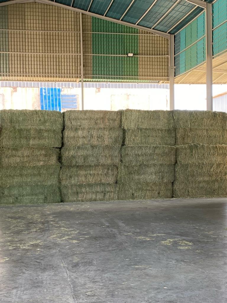100% Natural Egypt Alfalfa Dry Hay Economical Animal Feed for Horses and Cattle for Farm Use Various Weights and Heights