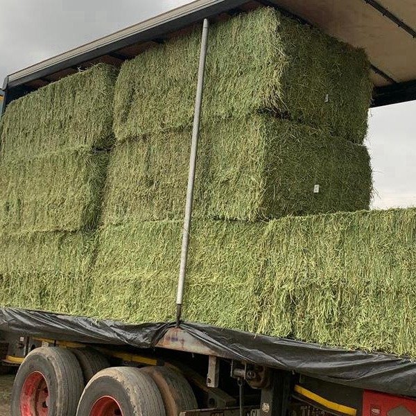 China Pet Dried Food Alfalfa Hay For Animal Feed