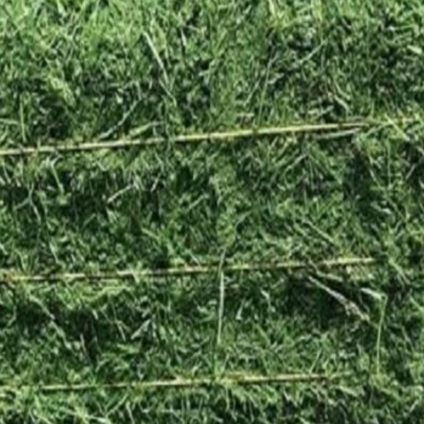 Alfalfa Hay Bales for Buy Top Quality Alfafa Hay for Animal Feeding