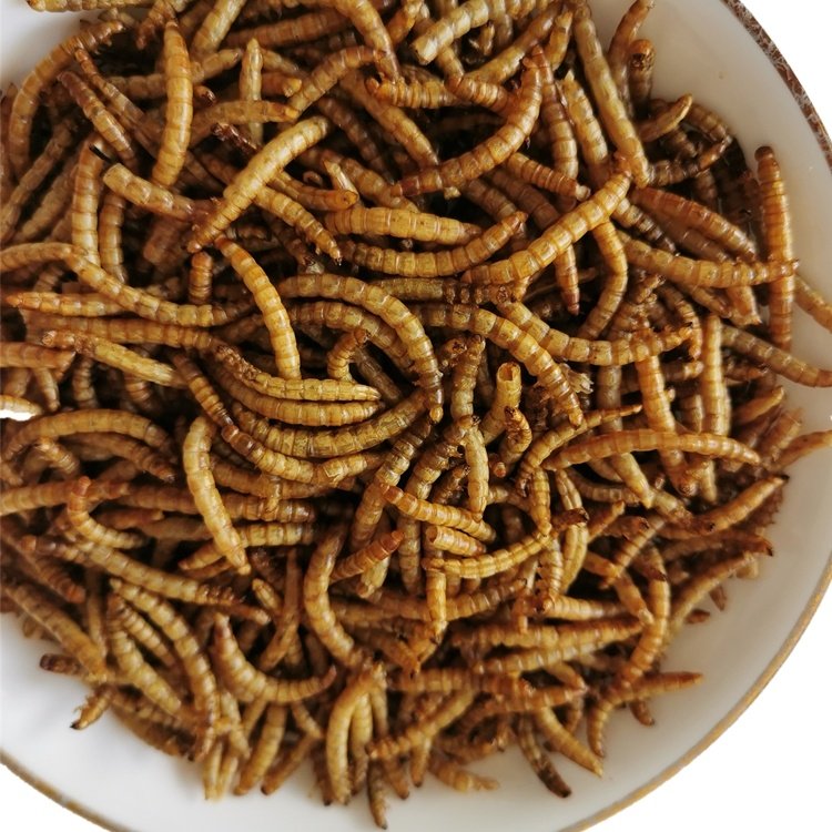 chicken feed Yellow dry Dried Tenebrio molitor Mealworm Feed for animal feed