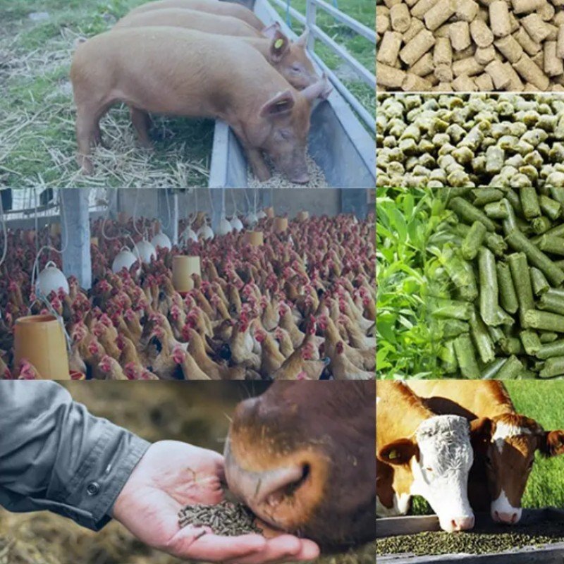 Poultry Feed Pellet Machines Processing Machines 200 Kg/h For Animal Feed Feed Pellet Making Machine Equipment Chicken Farming