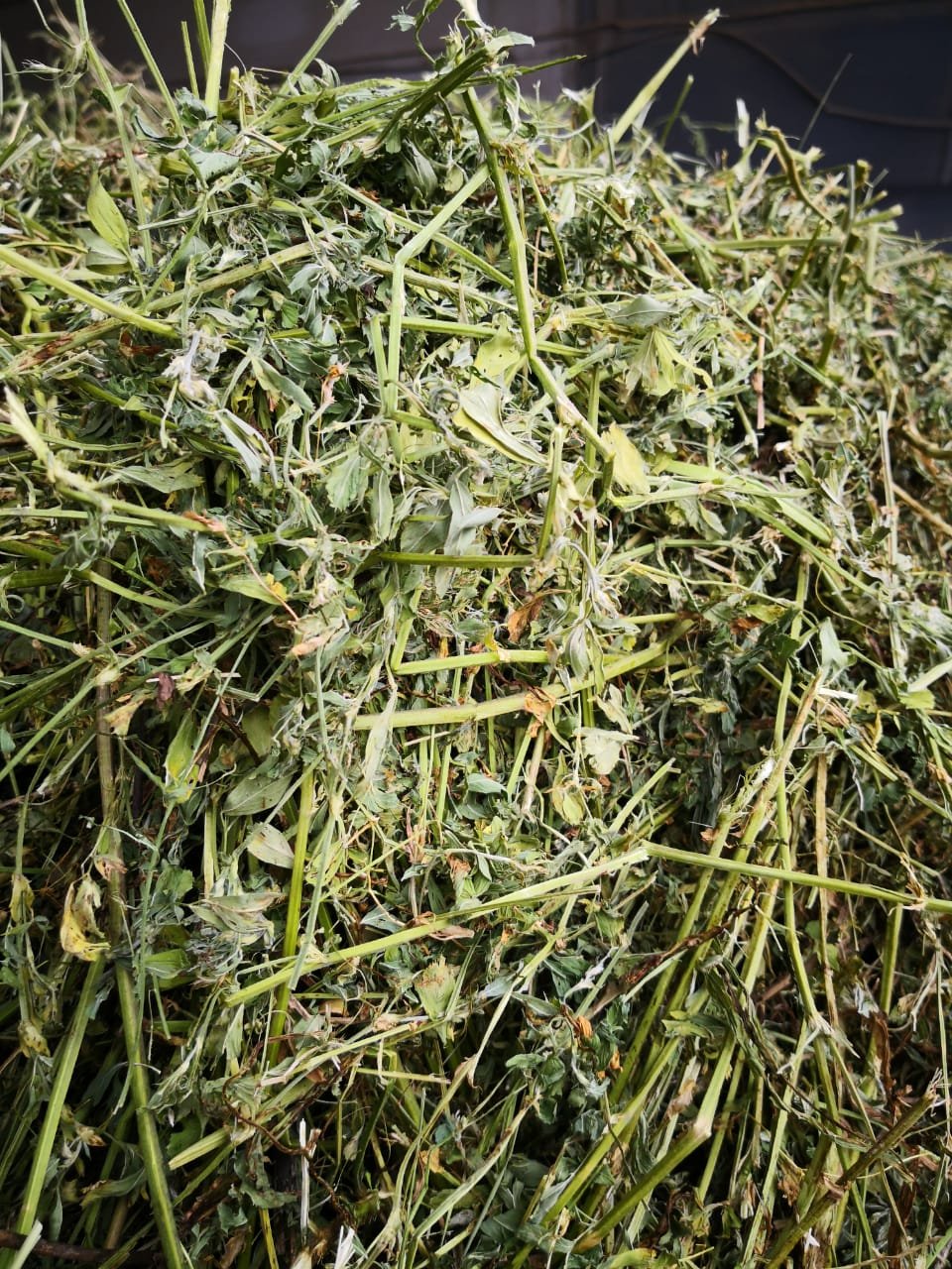 Organic BIO Grass pellets alfalfa grass factory dried high quality ruminants foder feed