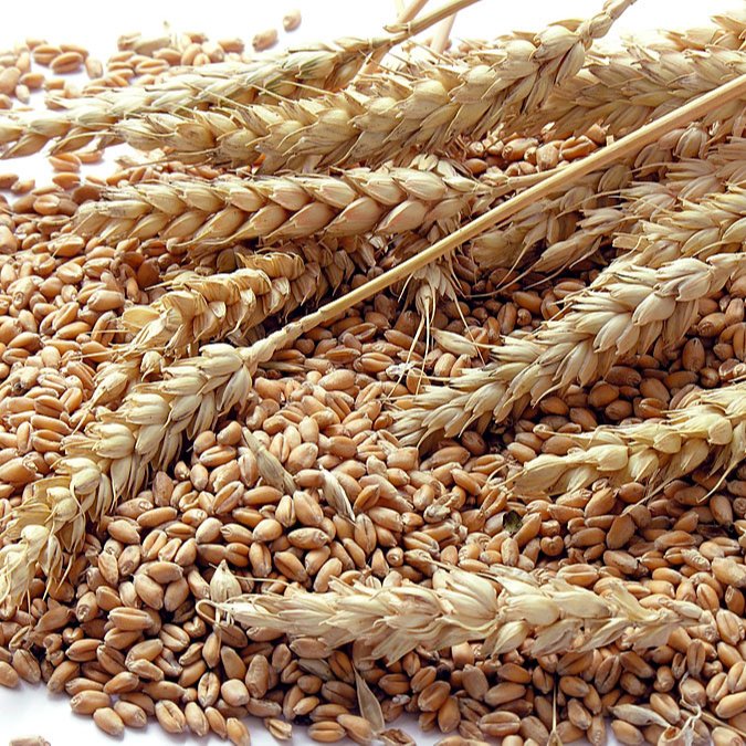 Best Selling Barley Seeds/Animal feed barley/bulk barley grains Whole Sale