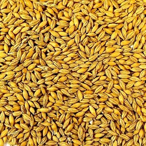 Best Selling Barley Seeds/Animal feed barley/bulk barley grains Whole Sale