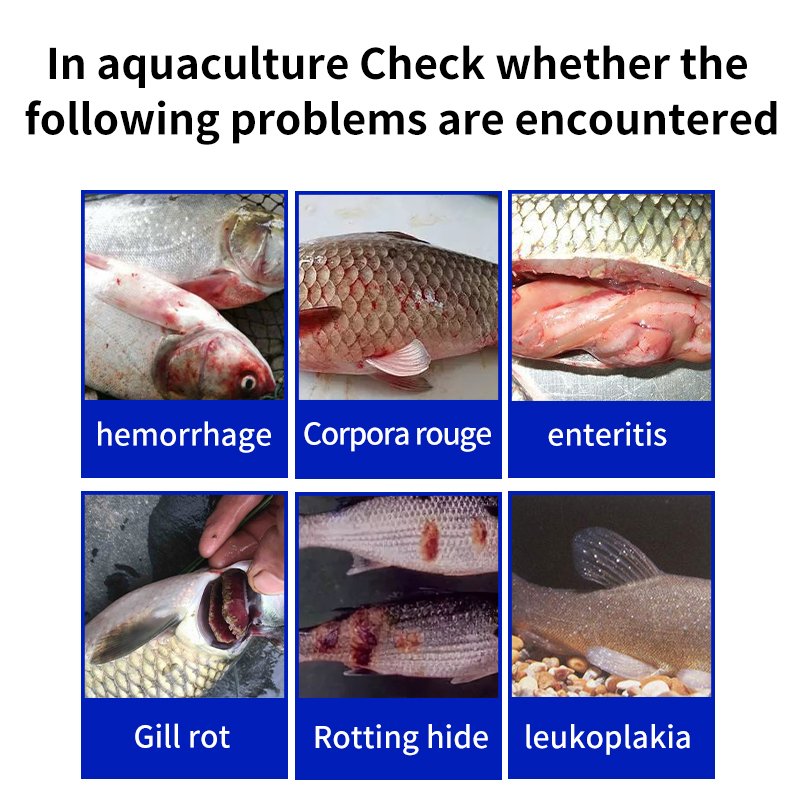 New arrival vitamin premix for fish tilapia aquaculture Aquatic Feed Additives fish growth booster
