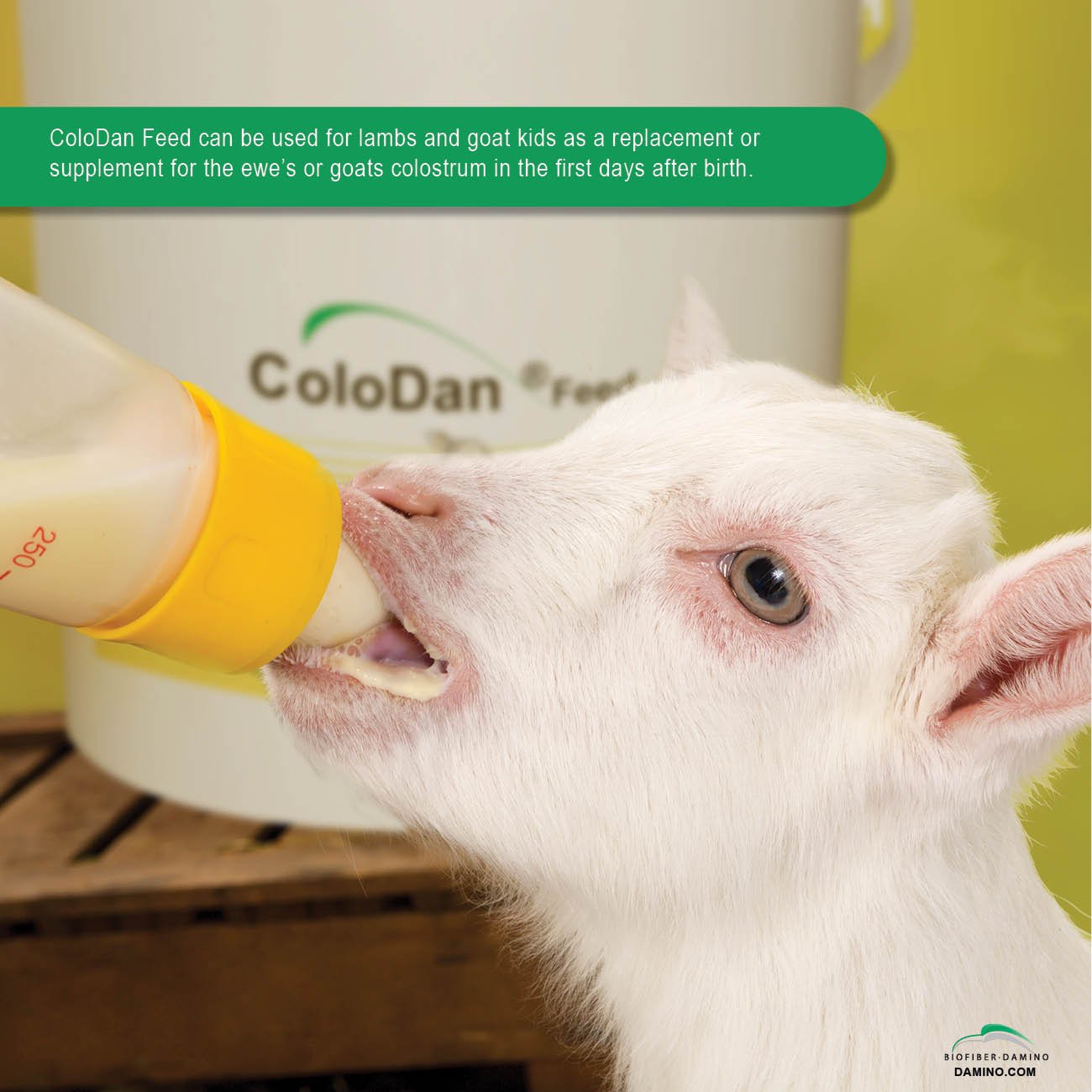 Complementary Feed ColodanFeed for Lambs and Goat Kids made of Dried Colostrum High Content of Immunoglobulin Nutrient 400 g