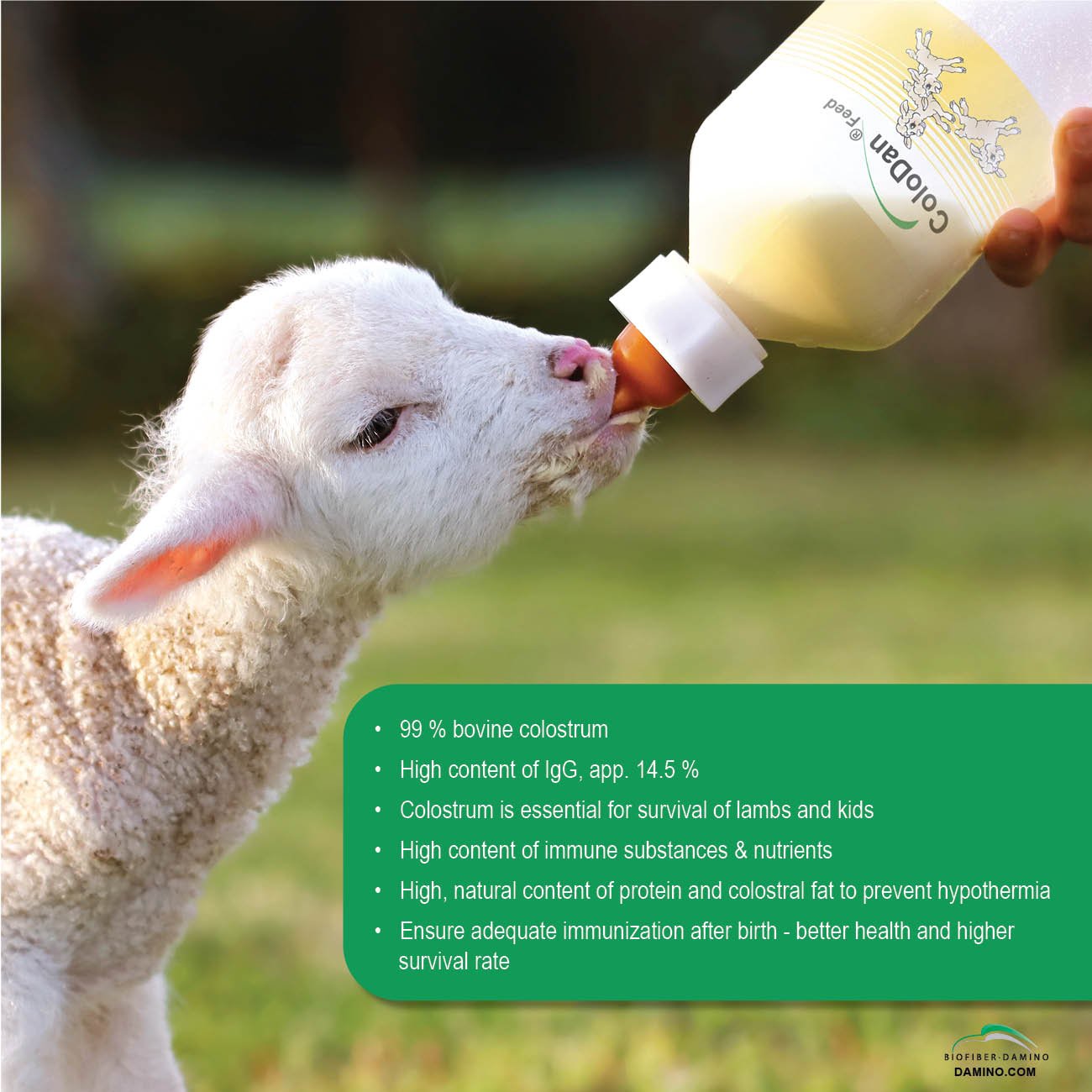 Complementary Feed ColodanFeed for Lambs and Goat Kids made of Dried Colostrum High Content of Immunoglobulin Nutrient 400 g