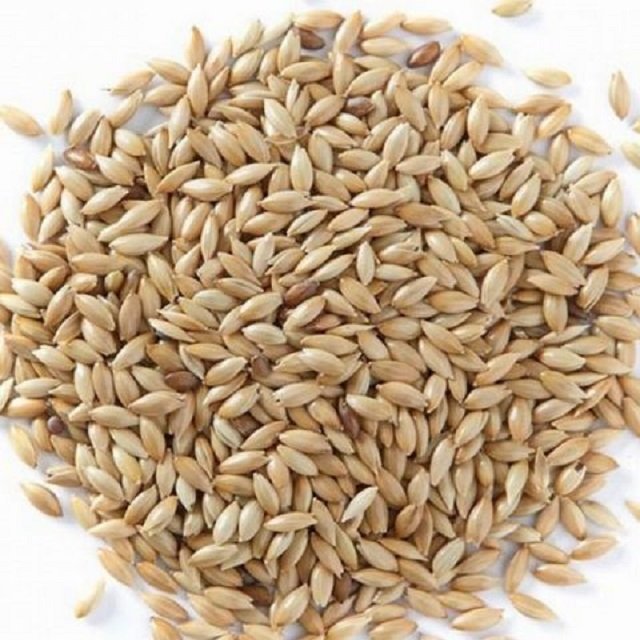 Wholesale Supplier of Organic Animal Feed Canary Seed at Bulk Price