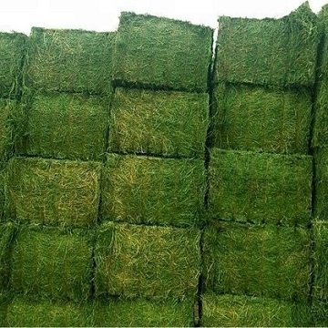 Top Grade Timothy Hay in Bales / Alfalfa Hay Alfalfa Baled / Animal Feeding ready stock available