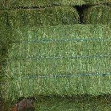 Top Grade Timothy Hay in Bales / Alfalfa Hay Alfalfa Baled / Animal Feeding ready stock available
