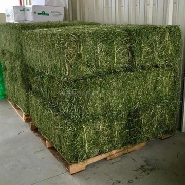 Top Grade Timothy Hay in Bales / Alfalfa Hay Alfalfa Baled / Animal Feeding ready stock available