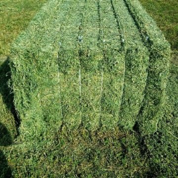 Top Grade Timothy Hay in Bales / Alfalfa Hay Alfalfa Baled / Animal Feeding ready stock available