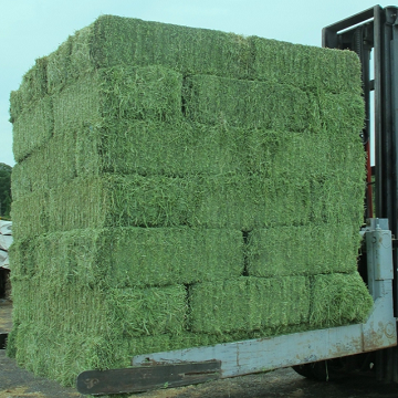 Top Grade Timothy Hay in Bales / Alfalfa Hay Alfalfa Baled / Animal Feeding ready stock available