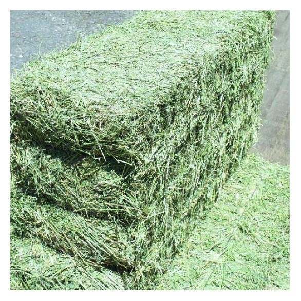 Premium Organic Alfalfa Hay/ Rhode Grass Hay / Timothy Hay Animal Feed for Sale