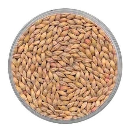 Barley Grains Premium Barley Seeds/Animal feed barley/bulk barley grains