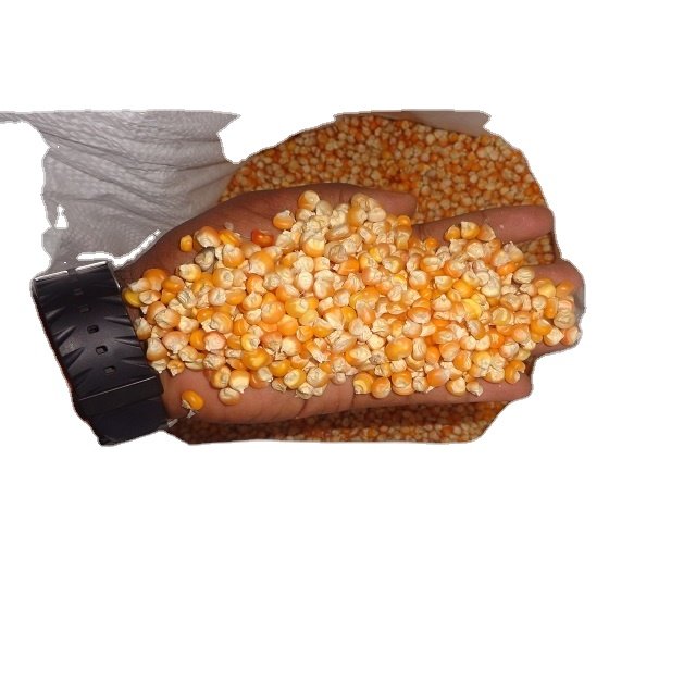 2022 Indian Yellow Maize Crop for Animals Birds and Pigs Wholesale Export Ready Stock Available for Immediate Shipping