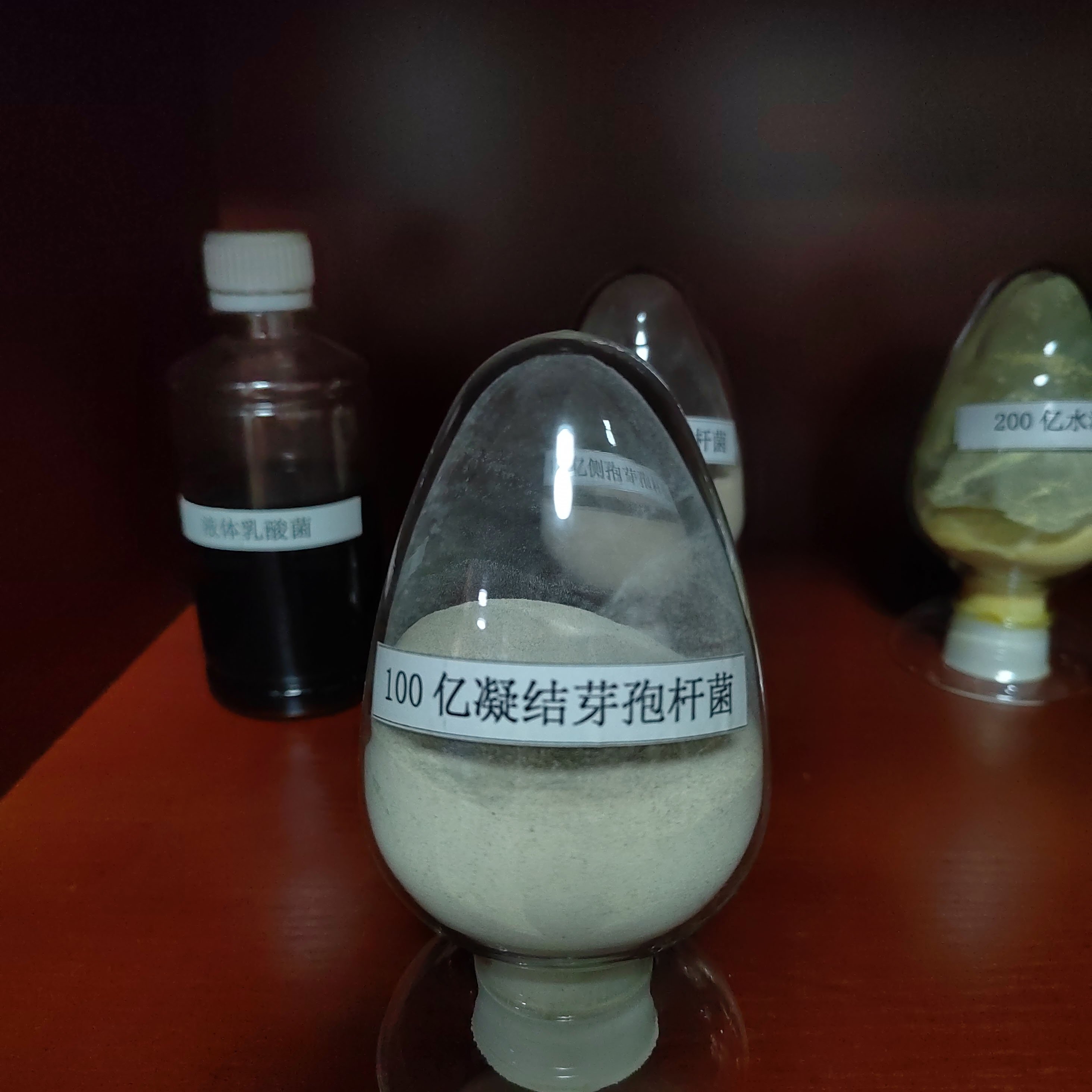 China Manufacturer Wholesale Bacillus Coagulans High Quality Best Price Probiotics Feed Additive Promote Animal Growth