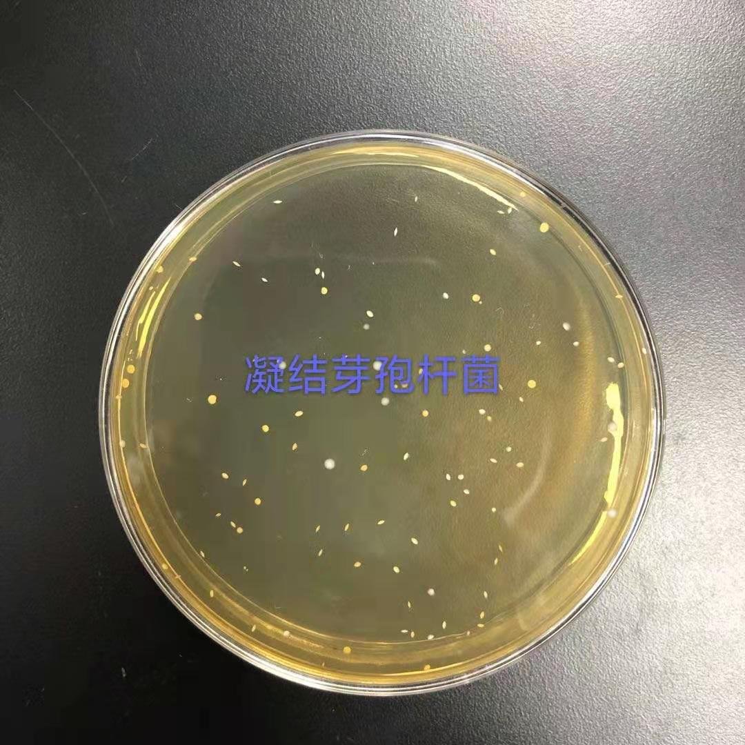 China Manufacturer Wholesale Bacillus Coagulans High Quality Best Price Probiotics Feed Additive Promote Animal Growth