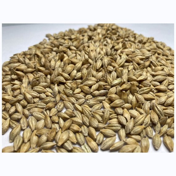Barley for Malt, Barley Feed, Malted Barley Animal Feed Barley FOR HUMAN CONSUMPTION Hot Sales HIGH GRADE