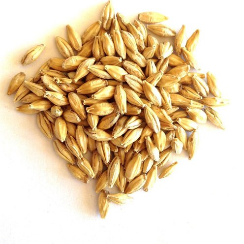 Barley for Malt, Barley Feed, Malted Barley Animal Feed Barley FOR HUMAN CONSUMPTION Hot Sales HIGH GRADE