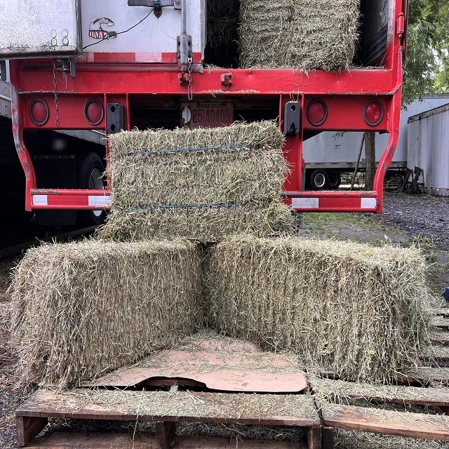 Very cheap price / Quality Rhodes Grass Hay Alfalfa Animal Feed Alfafa Hay for Animal Feeding