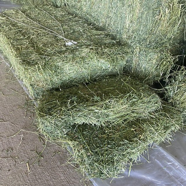 Very cheap price / Quality Rhodes Grass Hay Alfalfa Animal Feed Alfafa Hay for Animal Feeding