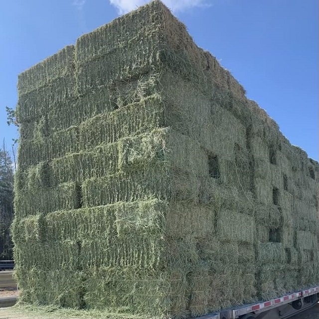 Very cheap price / Quality Rhodes Grass Hay Alfalfa Animal Feed Alfafa Hay for Animal Feeding
