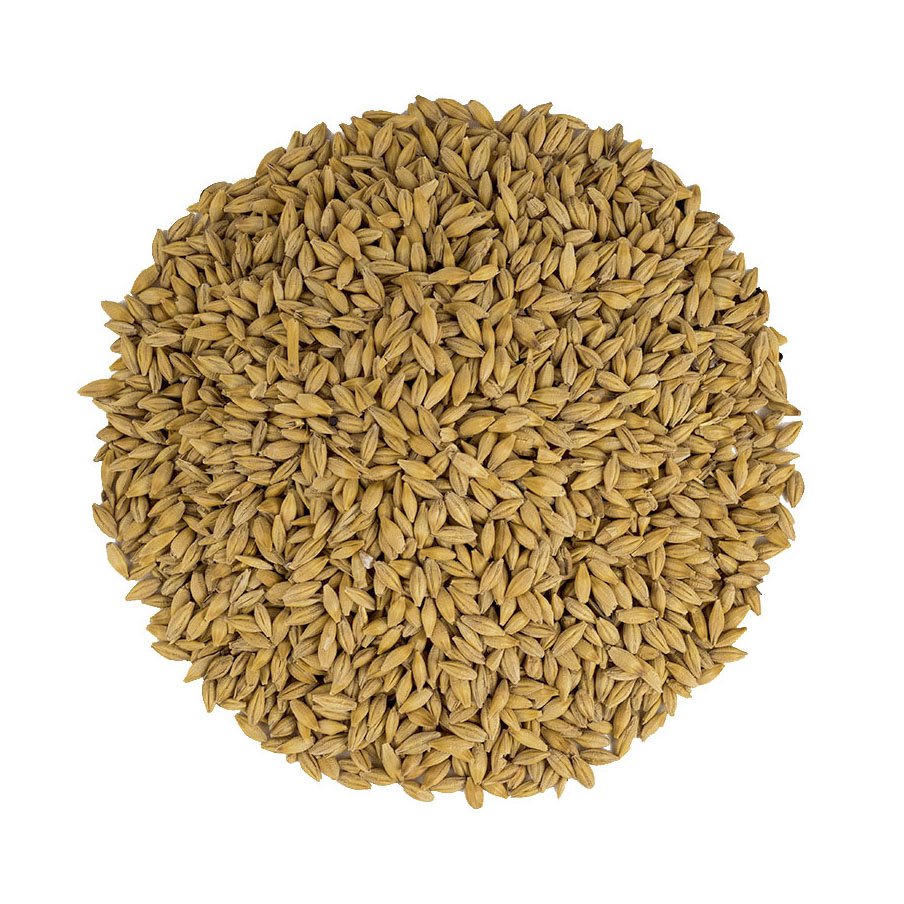 Barley Grains Premium Barley Seeds/Animal feed barley/bulk barley grains Malted Barley Malt grain for sale Top Grade