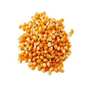 Top Selling Wholesale Price Organic High Protein Yellow Maize for Animal Feed