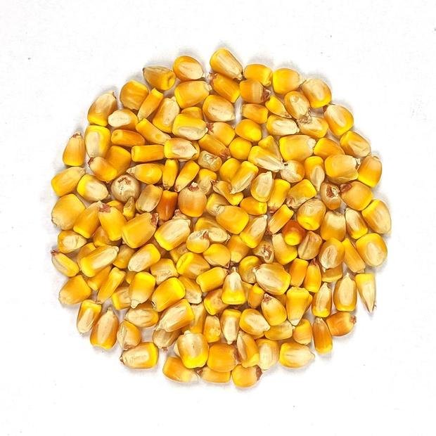 Top Selling Wholesale Price Organic High Protein Yellow Maize for Animal Feed