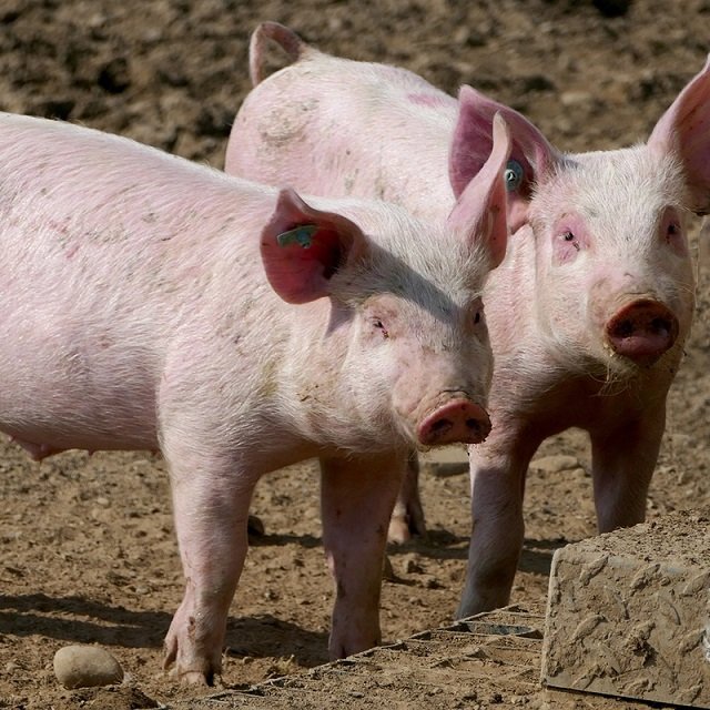 Hot sale chicken duck Pig Feed and cattle livestock feed machine poultry feed pellet machine at wholesale for export