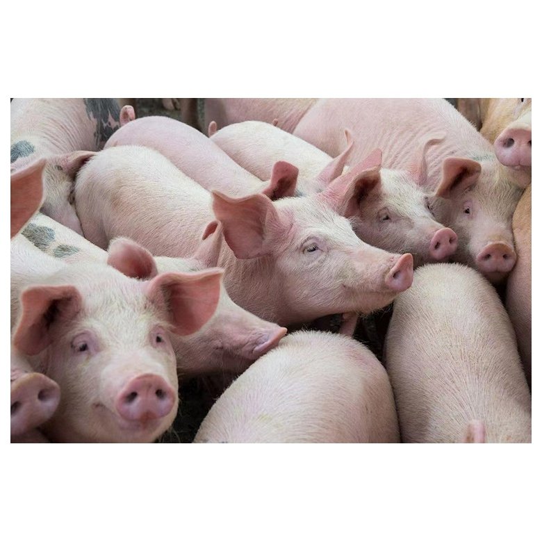 OEM / ODM Custom 1% Suckling Pig Premix