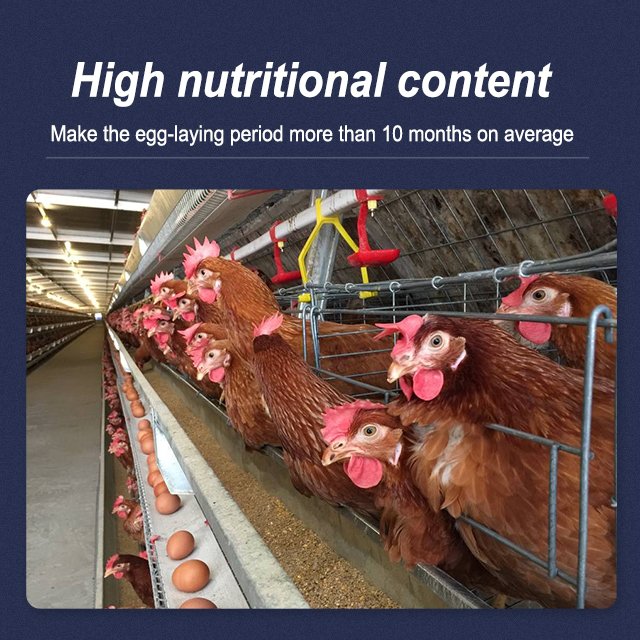 Hot sale factory direct supply best price high nutritious premix animal feed for laying hens