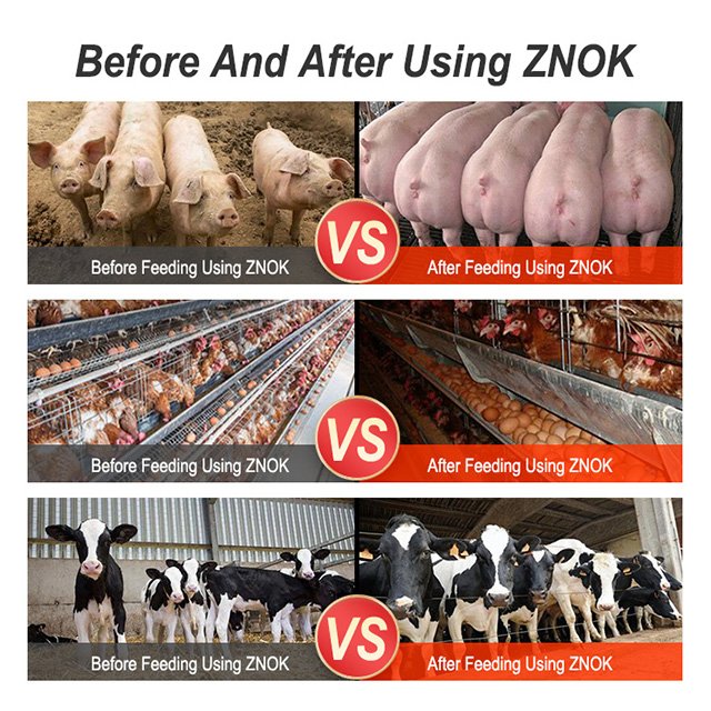 Hot sale factory direct supply best price high nutritious premix animal feed for laying hens